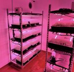 piante-di-cannabis-satival-ornamentali