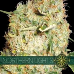 northern-light