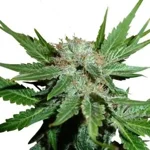 honey-cream-fast-flowering