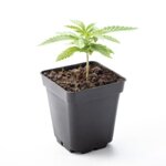 skunk-haze-cbd-pianta-di-cannabis-light-legale