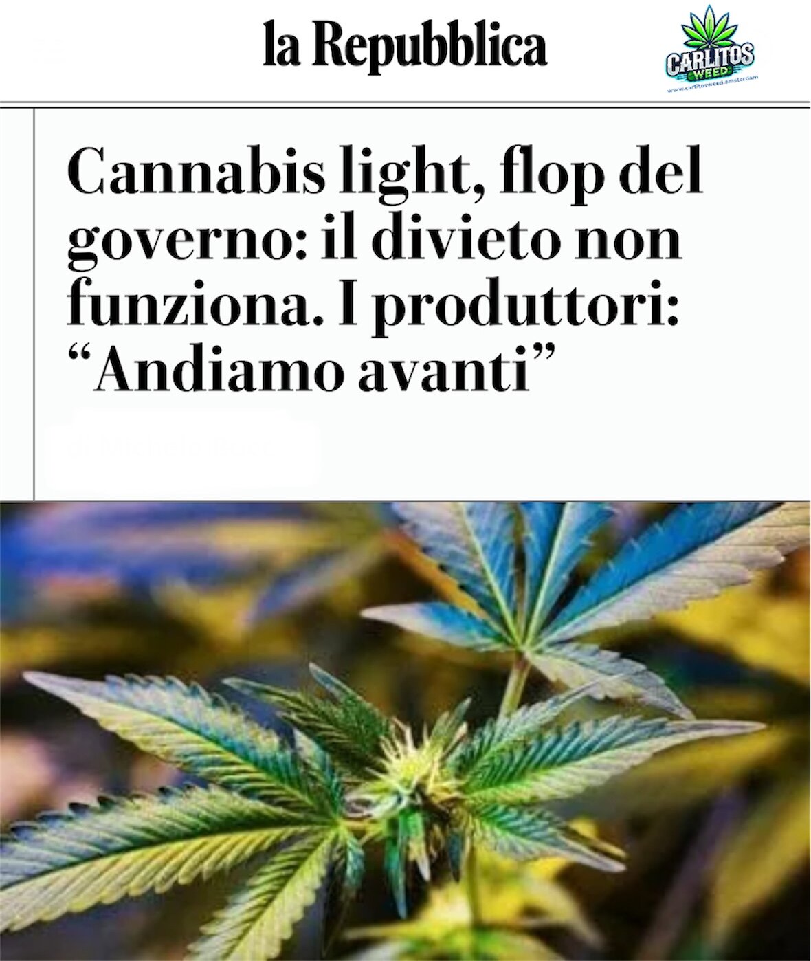 Cannabis light: il flop del divieto e la forza dei produttori