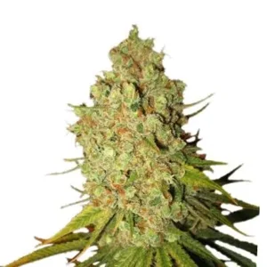 special-kush-1