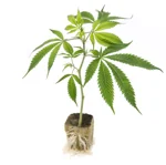 piante-di-cannabis-satival-ornamentali