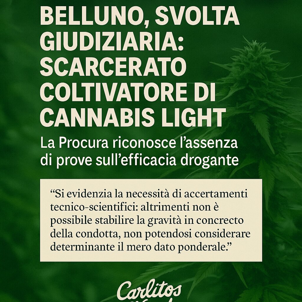Belluno, svolta giudiziaria: scarcerato coltivatore di cannabis light. La Procura riconosce l&rsquo;assenza di prove sull&rsquo;efficacia drogante