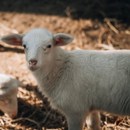 8ab88947-c4e9-4c3c-92ff-9b261dd7776f