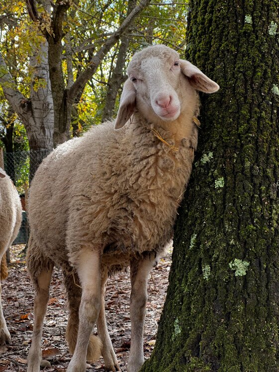 553c8c41-4062-4cd6-bfdd-48c0630705a4