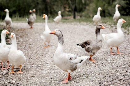 596df736-f8f3-44bb-832d-95999a3ffb54