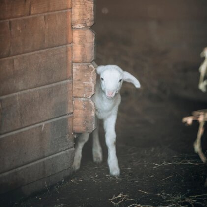 4e6b07a2-0fb0-4604-836d-f928e12a1bc5