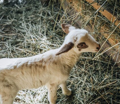 65be31af-ea3d-46cc-a16c-355cbf010b9d