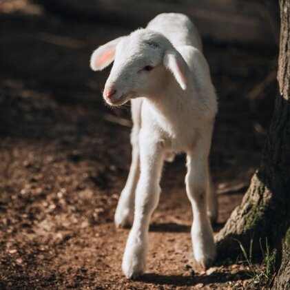 d00842ba-4372-42b2-abbc-9aedcf6060ac