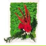 00172-jungle-moss-giardino-di-rose-35-x-25