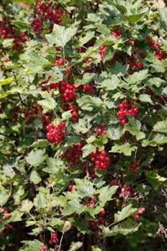 43381325d4a42944b6cf12a790007055ef47e2d4 43381325d4a42944b6cf12a790007055ef47e2d4