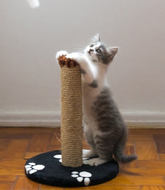 petstore_image-6