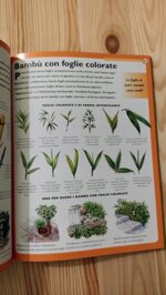 bambu-erbacee-e-palme