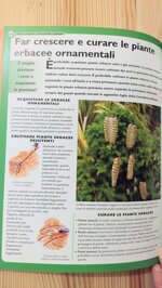 bambu-erbacee-e-palme