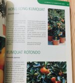 coltivare-gli-agrumi