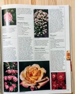 rose-la-grande-enciclopedia-illustrata