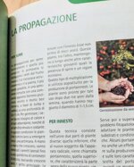 coltivare-gli-agrumi