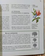 potatura-del-giardino-gli-interventi-su-alberi-e-arbusti