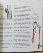 potatura-del-giardino-gli-interventi-su-alberi-e-arbusti