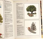 guida-illustrata-degli-alberi