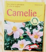 camelie-fiori-teneri-e-splendenti-in-tutte-le-stagioni