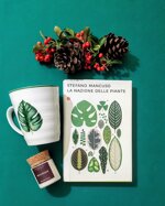 box-regalo-monstera-deliciosa