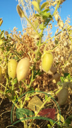 ceci-secchi-molisani