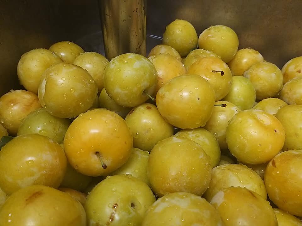 GELATO PRUGNE GIALLE