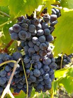 ti-cuntu-frappato-igt-terre-siciliane-2024