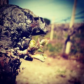 Un viaggio fantistico dal pianto della vite alla formazione del grappolo