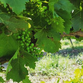 Particolare del grappolo in crescita,