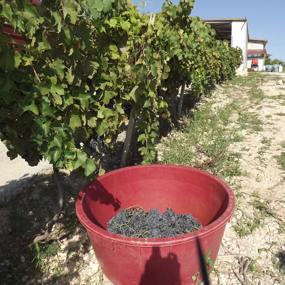Sua maestà il Nero d'Avola Abbiamo raccolto le uve di Nero d'Avola, nel tino avverrà la pigiatura come una volta