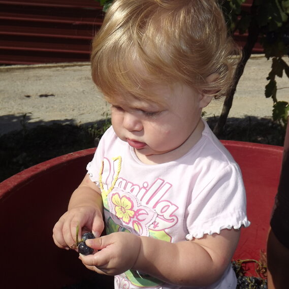 La qualità prima di tutto La piccola Aurora verifica ed assaggia le uve prima di essere pigiate