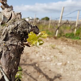 Ecco la fioritura della gemma con la formazione dei Pampini