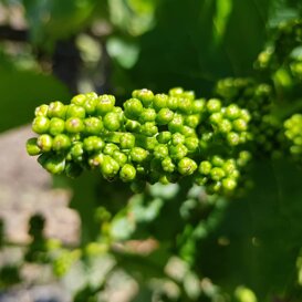 In questa foto il grappolo di Frappato in fase di fioritura