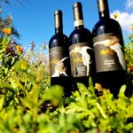 nakri-vittoria-nero-davola-doc-2021