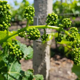 Il nostro grappolo subirà un'altra fioritura de questi fiorellini gli acini migliori ..