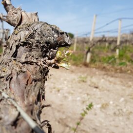 Ecco la prima fioritura della gemma del 