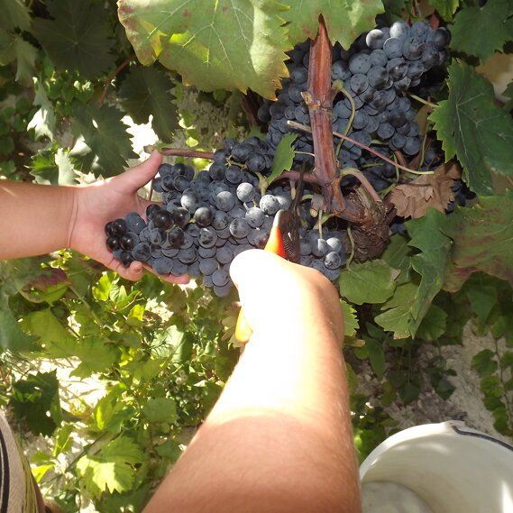 Raccolta manuale delle uve Con attenzione selezioniamo le migliori uve dei nostri vigneti