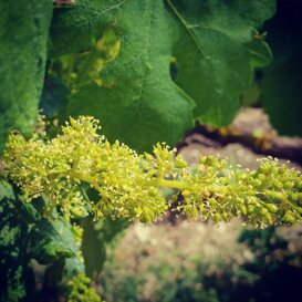 Dopo la fioritura del grappolo, si può vedere nel vigneto l'allegagione la formazione dei frutti