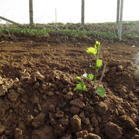 Dalla vite americana viene innestata in agosto la gemma di Frappato per avere dei rigorosi vigneti