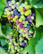 ti-cuntu-rosato-di-frappato-igt-terre-siciliane-2024