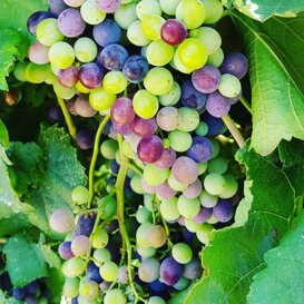 Meraviglia di colori durante l'invaiatura, tra fine Luglio ed inizio Agosto..che magia