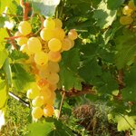 ti-cuntu-insolia-igt-terre-siciliane-2023