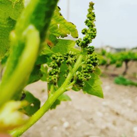 Subito in fioritura in vigna si sprigionano dei profumi molto intensi..dura un solo giorno