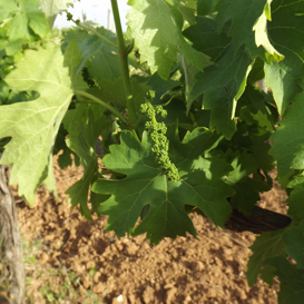 Dopo la fioritura della gemma e la formazione dei grappoli il Frappato inizia il suo percorso