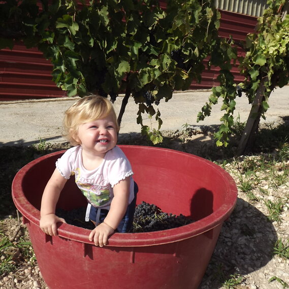 La nostra Aurora felice tra le uve Nel tino la piccola, come nelle migliori tradizioni di famiglia pigia per la prima volta le uve