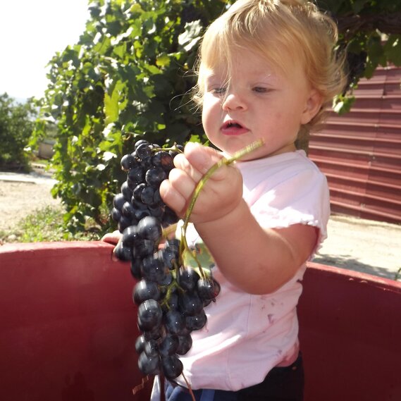 I piccoli di casa Attento controllo dei grappoli, la migliore qualità