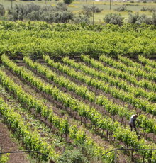 Visita e Passeggiata nel Vigneto Se disponibili anche al momento dell'arrivo in cantina, si consiglia di prenotare un giorno prima